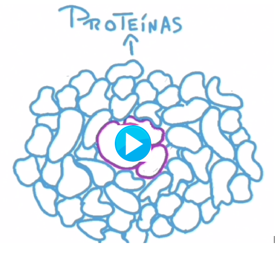 Nutrientes - Prótidos